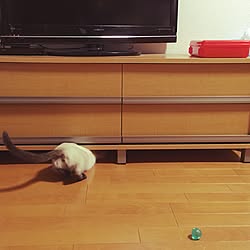 リビング/シャム猫/テレビ台/ねこのいる風景のインテリア実例 - 2016-01-19 00:06:47