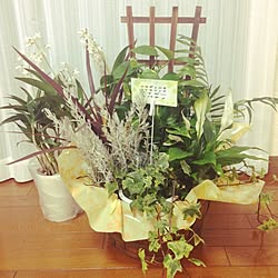 お祝いのプレゼント/観葉植物/ありがとう♡大事にするね‼︎のインテリア実例 - 2015-06-04 21:46:40