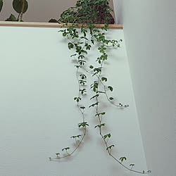 壁/天井/階段/観葉植物のインテリア実例 - 2022-12-05 10:41:12