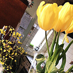 春/お花/黄色/キッチン/チューリップのインテリア実例 - 2020-03-03 08:50:46