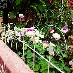 玄関/入り口/庭作りはまだ途中…/セリア♡/ガーデニング/小さい花...などのインテリア実例 - 2016-05-07 16:20:26