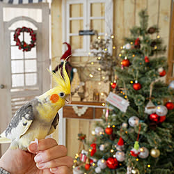 オカメインコ/クリスマス/クリスマス雑貨/スタジオクリップ/カフェ風インテリア...などのインテリア実例 - 2020-12-18 19:31:11