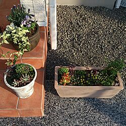 玄関/入り口/多肉植物/寄せ植えのインテリア実例 - 2014-04-05 00:03:12
