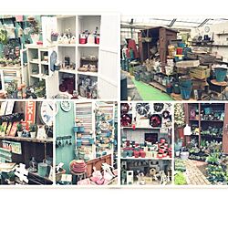 机/多肉植物/NO GREEN NO LIFE/オニヅカバイオシステム/園芸店に行ってきました。...などのインテリア実例 - 2014-11-08 19:04:43