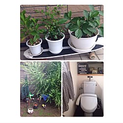 バス/トイレ/トイレ改造中/観葉植物/DIY/100均...などのインテリア実例 - 2016-09-24 10:19:23