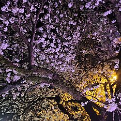 近くの夜桜のインテリア実例 - 2023-03-26 19:09:42