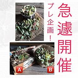 机/多肉バカ♡/プレ企画/RC北海道支部/多肉植物...などのインテリア実例 - 2015-12-10 20:55:36