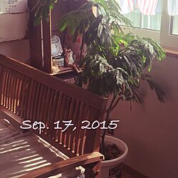 棚/ニトリ。/とら/塗り壁/植物たち...などのインテリア実例 - 2015-09-17 08:06:10