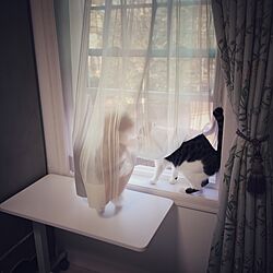 机/窓辺の風景/やっぱり猫が好き/ねこばかりすみませんm(._.)m/シャビーシック...などのインテリア実例 - 2016-03-17 11:00:28