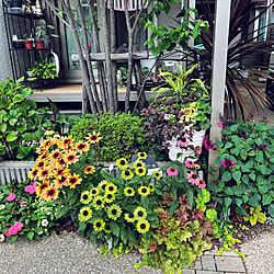 今日はお休みです❤︎/ガーデニングが好き/植物のある暮らし/庭/RCの出会いに感謝♥︎...などのインテリア実例 - 2023-07-11 13:22:04