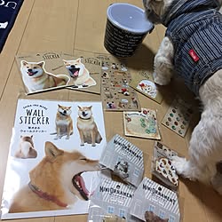 初のcan★Doデビュ(◡‿◡ฺ✿)/都会だから有ったぁ〜(o^^o)/昔飼ってたジョンの柴犬買って来た/やる事だらけなのにマイペース/やる事だらけでパニックや！...などのインテリア実例 - 2017-02-22 18:54:00