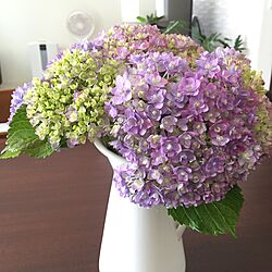 机/紫陽花のインテリア実例 - 2016-06-08 09:54:12