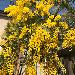 ミモザ/庭木/観葉植物/観葉植物のある暮らし/植物のある生活...などのインテリア実例 - 2020-03-07 15:06:01