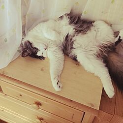 ベッド周り/みみちゃん♡/猫と暮らすのインテリア実例 - 2016-12-22 22:42:05
