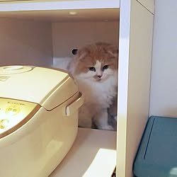 キッチン/ねこのいる日常/猫と暮らす/ミルク♀スコティッシュ/しろが好き*...などのインテリア実例 - 2017-03-12 19:59:47