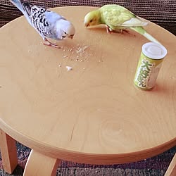 リビング/セキセイインコ/IKEAの椅子のインテリア実例 - 2015-05-28 09:33:02