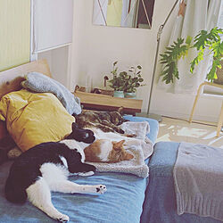 猫と暮らす家/広松木工/木製家具/IKEA/DIY壁紙...などのインテリア実例 - 2022-11-15 12:43:23