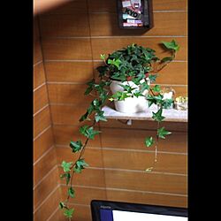 棚/DIY/IKEA/植物/実家のお部屋のインテリア実例 - 2013-02-03 19:21:21
