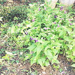 玄関/入り口/植えてないのに花畑/田舎暮らし/子育て/庭仕事...などのインテリア実例 - 2017-09-02 14:53:31