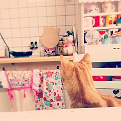 キッチン/cat/ねこのインテリア実例 - 2016-02-15 01:19:50