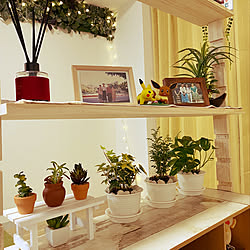 インドアグリーン/living with plants/walldecor/decoration/green forest...などのインテリア実例 - 2020-04-25 21:51:04