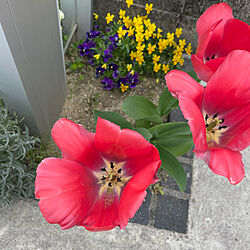 チューリップ/お花/お花のある暮らし/シンプルインテリア/玄関/入り口のインテリア実例 - 2021-04-17 18:15:22