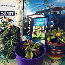 棚/多肉植物/大葉種から植えましたよ/ハエトリグサ /海が好き...などのインテリア実例 - 2017-05-21 12:34:04