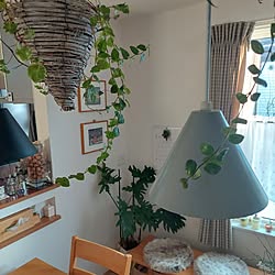 部屋全体/雑貨/観葉植物/観葉植物のある暮らし/ランプ照明のインテリア実例 - 2024-01-07 10:13:46