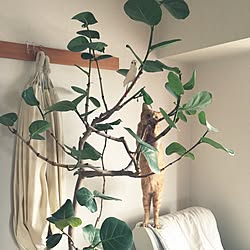 部屋全体/ハンモック/和室/観葉植物/茶トラ...などのインテリア実例 - 2016-09-24 22:07:31