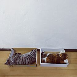ベッド周り/コメントスルーで大丈夫にゃ/ただの猫写真/ねこ/ねこが好き...などのインテリア実例 - 2023-09-02 12:18:08