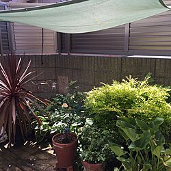タープ/枕木花壇DIY/庭の植物たち/マンションの庭/ちいさな庭...などのインテリア実例 - 2016-07-11 10:31:06