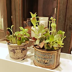 観葉植物/ラベル/多肉植物寄せ植え/DIY/玄関/入り口のインテリア実例 - 2017-03-16 15:48:57