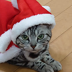 リビング/クリスマス/ねこのいる日常/ねこと暮らすのインテリア実例 - 2020-12-30 18:15:50