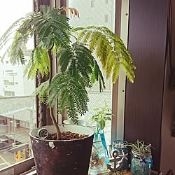 棚/エバーフレッシュ♪/植物/みなさんの素敵なインテリアに癒されてます/いつもいいねやコメありがとうございます♡...などのインテリア実例 - 2016-07-12 08:23:08