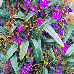 自由奔放/放置すると大変/濃い紫色/フジの花に似ている/丈夫な植物...などのインテリア実例 - 2023-03-11 10:15:51