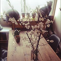 キッチン/植物/桜/WOODPRO/リメイクテーブル...などのインテリア実例 - 2015-04-05 13:06:32