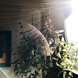 壁/天井/トラディスカンチア/サンキャッチャー/観葉植物のインテリア実例 - 2018-11-07 09:22:18
