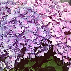 玄関/入り口/紫陽花のインテリア実例 - 2016-05-21 10:31:40