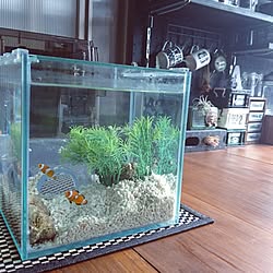 部屋全体/熱帯魚/水槽/セリア/男前...などのインテリア実例 - 2016-07-16 14:39:33