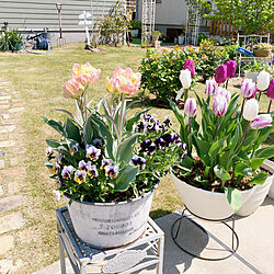 4月の庭/チューリップ/山形/ガーデニングが好き/お花のある暮らし...などのインテリア実例 - 2023-04-23 16:59:45