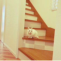 ヘリンボーンの床/廊下/階段/猫と暮らす/猫のいる暮らし...などのインテリア実例 - 2022-05-28 15:34:16