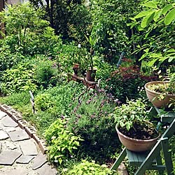 植物/手作りのお庭/各種ハーブいろいろ/33年かけた庭/ベニシアさんの庭風❗...などのインテリア実例 - 2016-05-20 21:28:20