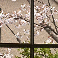 桜/植物のある暮らし/いつもありがとうございます♡/季節を感じる暮らし/ナチュラル...などのインテリア実例 - 2021-03-28 18:56:26
