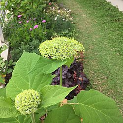 玄関/入り口/植物/庭のインテリア実例 - 2016-05-26 09:34:44
