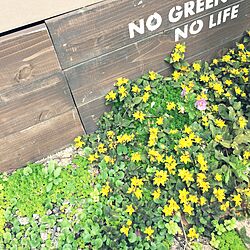 玄関/入り口/NO GREEN NO LIFEのインテリア実例 - 2017-06-01 16:59:50