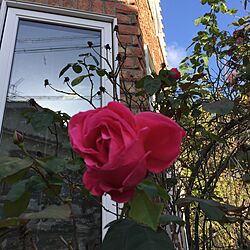 玄関/入り口/花に囲まれて暮らしたい/植物のある暮らし/花のある暮らし/バラ...などのインテリア実例 - 2016-12-02 14:46:02