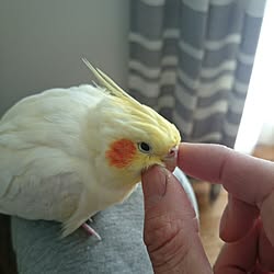 ベッド周り/インテリアじゃなくてすみません/猫じゃなくてすみません/オカメインコ/インコセラピー...などのインテリア実例 - 2016-04-13 19:19:39