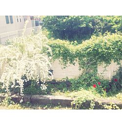 部屋全体/Garden*/DIY 枕木花壇/小手毬/モッコウバラのインテリア実例 - 2014-04-27 08:49:49