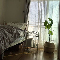 一人暮らし/観葉植物/ベッド周り/IKEA/ウンベラータのインテリア実例 - 2020-05-13 15:16:07