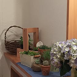 棚/多肉植物/漆喰塗り壁/ハンドメイドのインテリア実例 - 2015-12-03 16:32:51